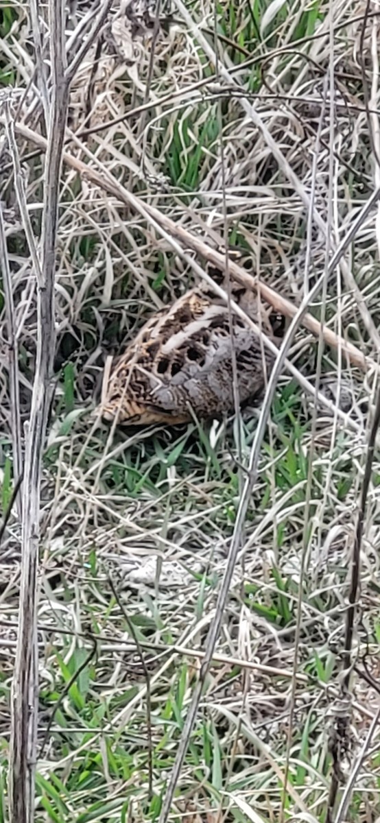 American Woodcock - ML551836891