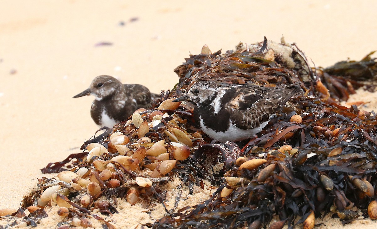 Ruddy Turnstone - ML551837391