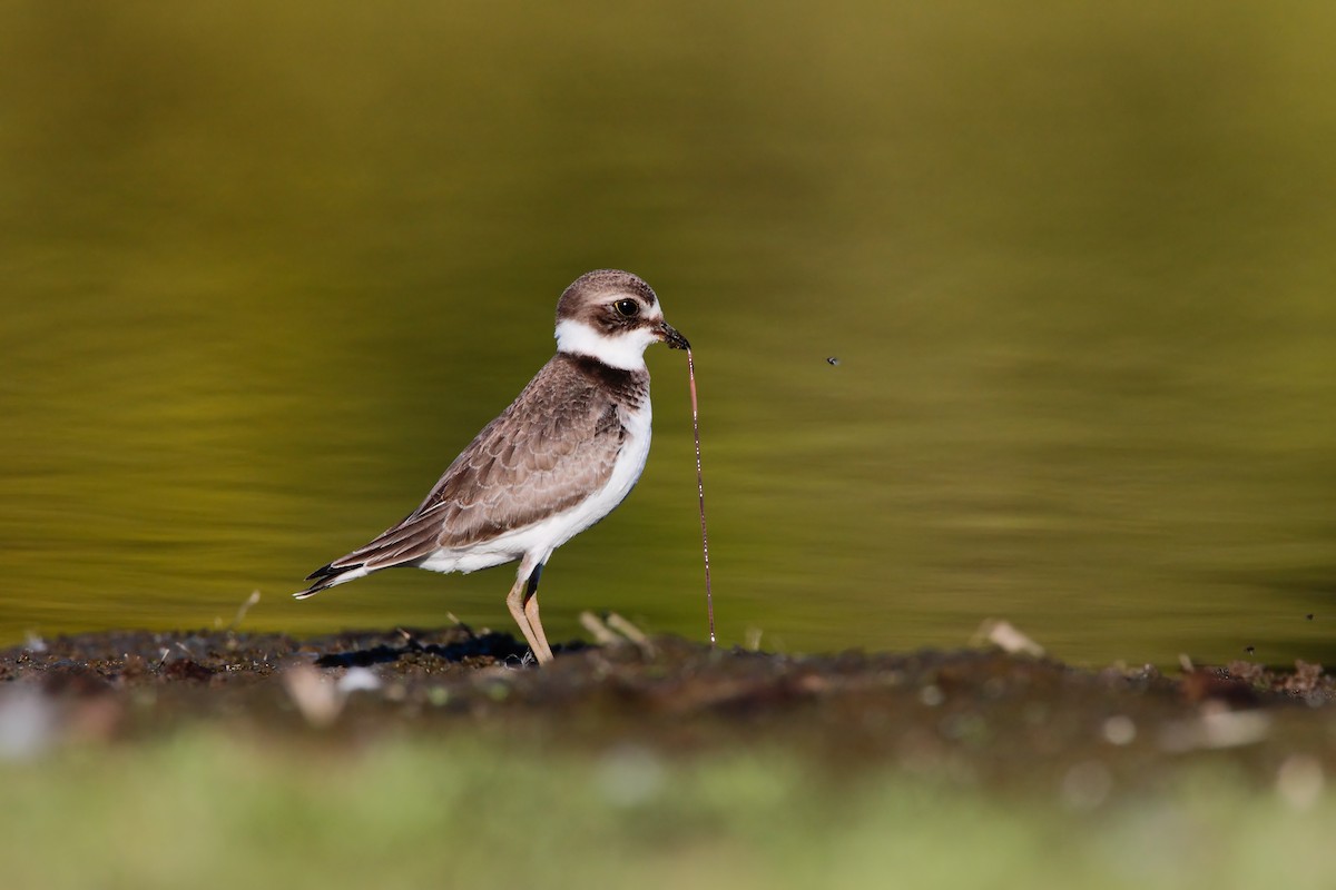 Semipalmated Plover - ML551837551