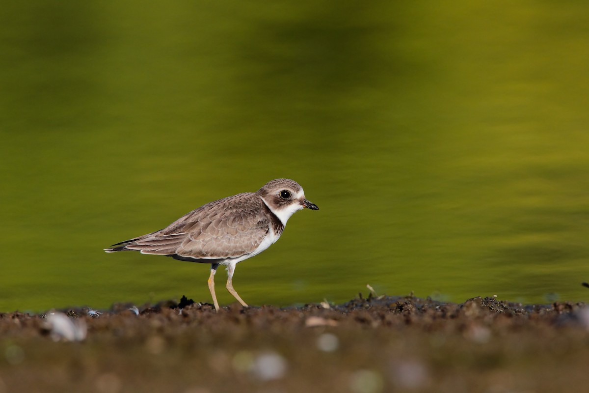 Semipalmated Plover - ML551837561