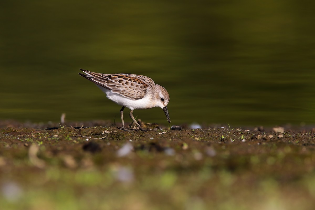 Western Sandpiper - Scott Carpenter