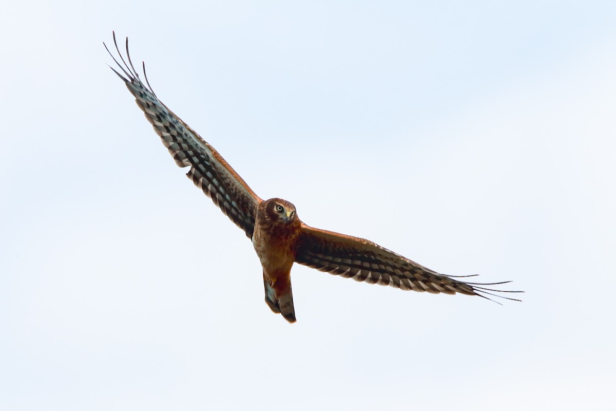 Northern Harrier - ML551838841