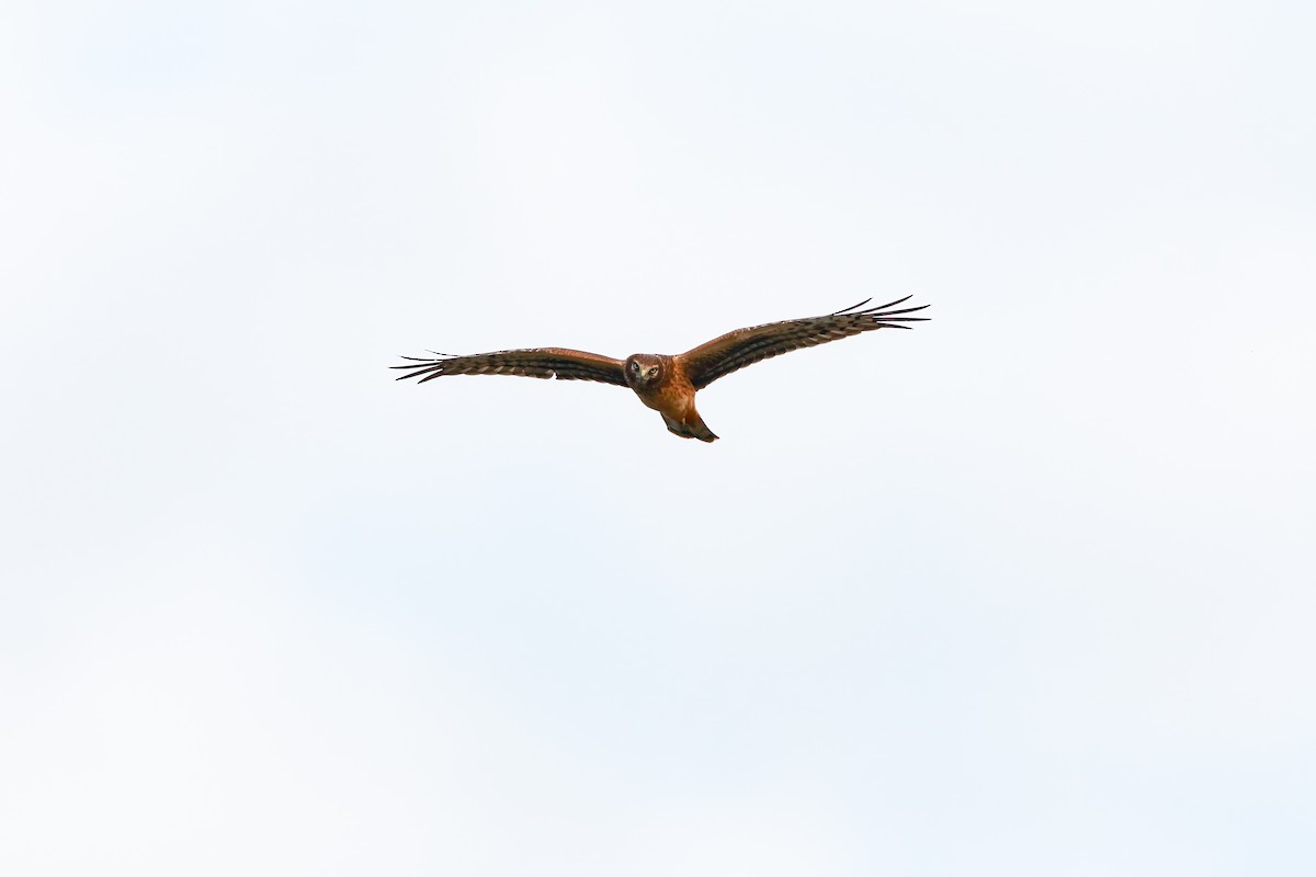 Northern Harrier - ML551838851