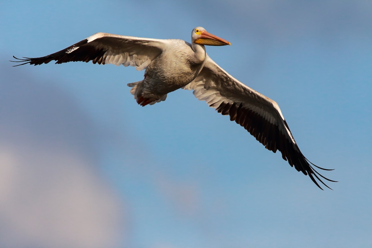 pelikán severoamerický - ML551838911
