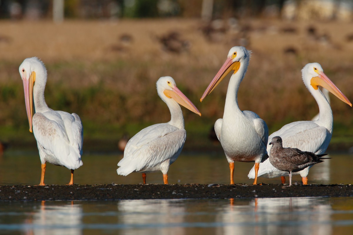 American White Pelican - ML551839571