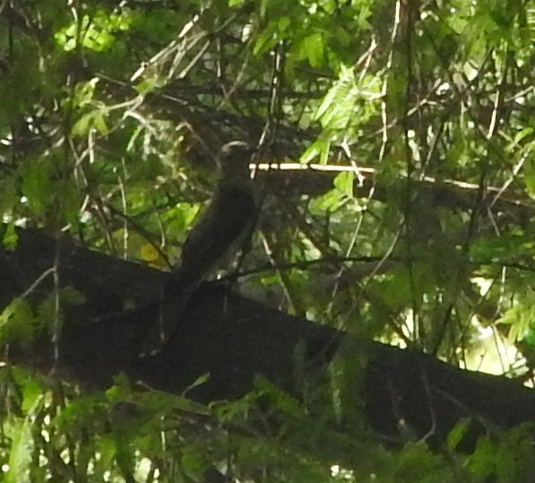 Brush Cuckoo (Australasian) - ML55184061