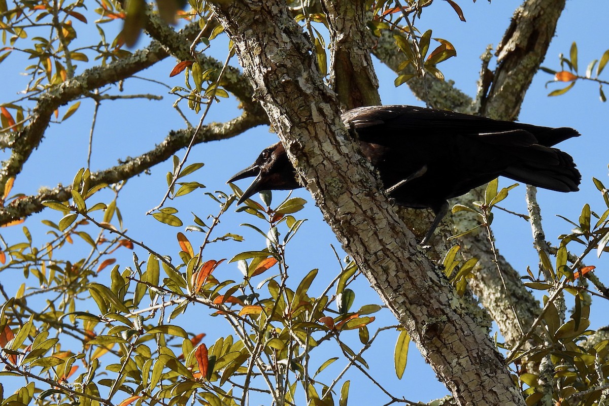 American Crow - Judith A. Kennedy