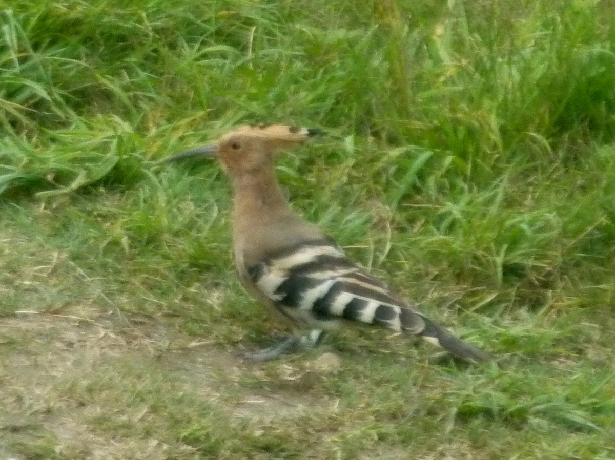 Eurasian Hoopoe - ML551841841