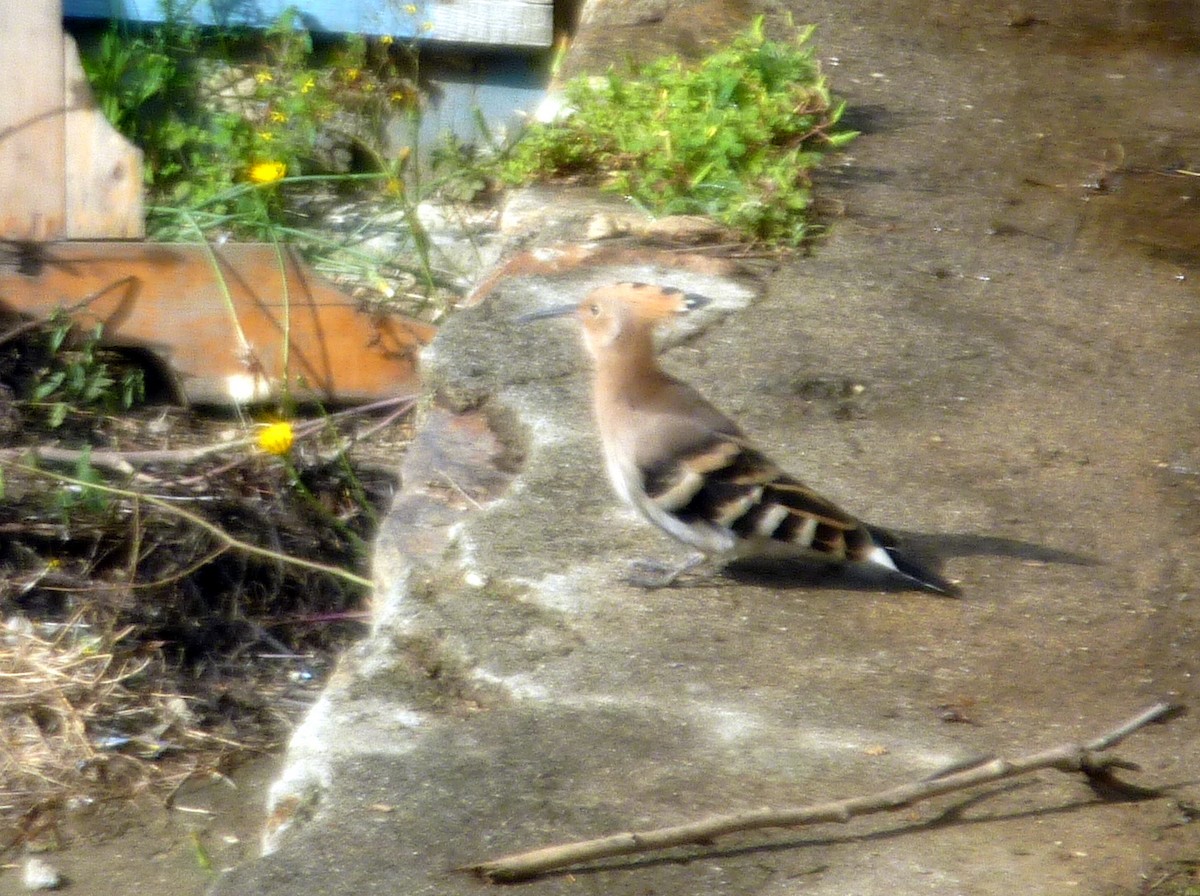 Eurasian Hoopoe - ML551841881