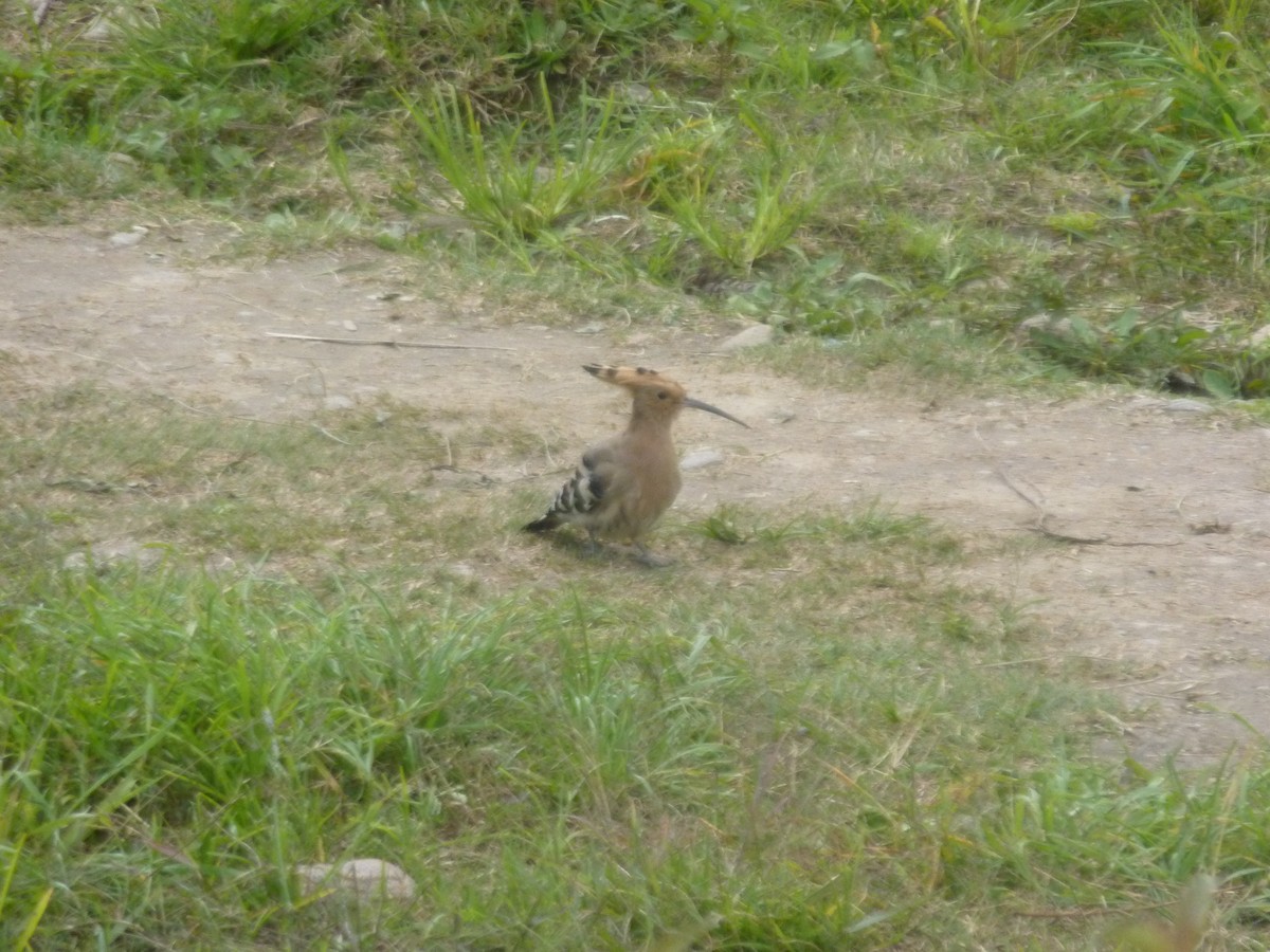 Eurasian Hoopoe - ML551841911