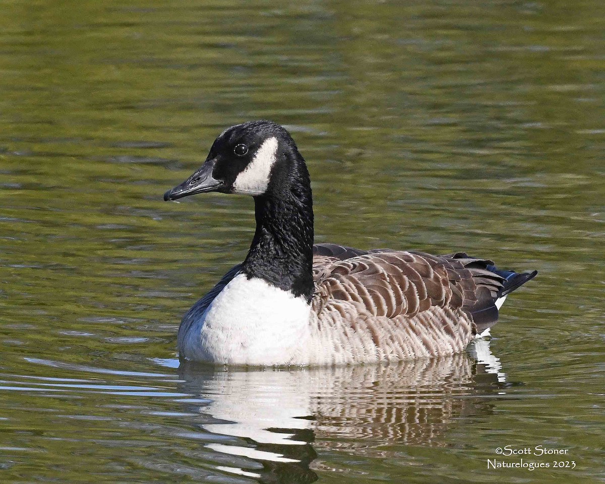 Canada Goose - Scott Stoner