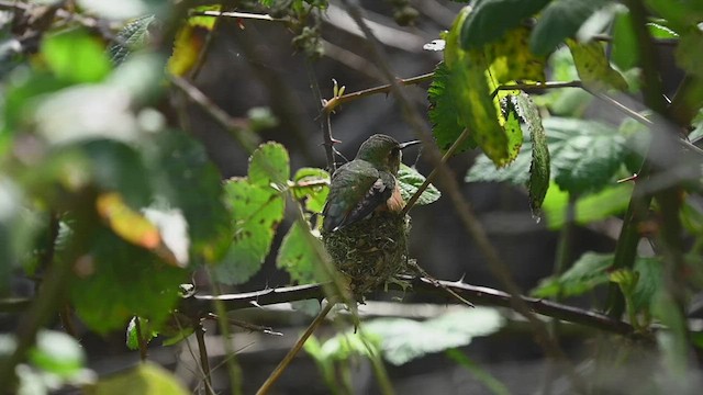 Allen's Hummingbird - ML551842271