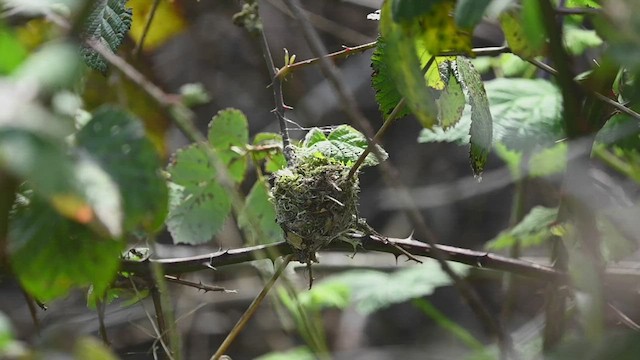 Allen's Hummingbird - ML551842311