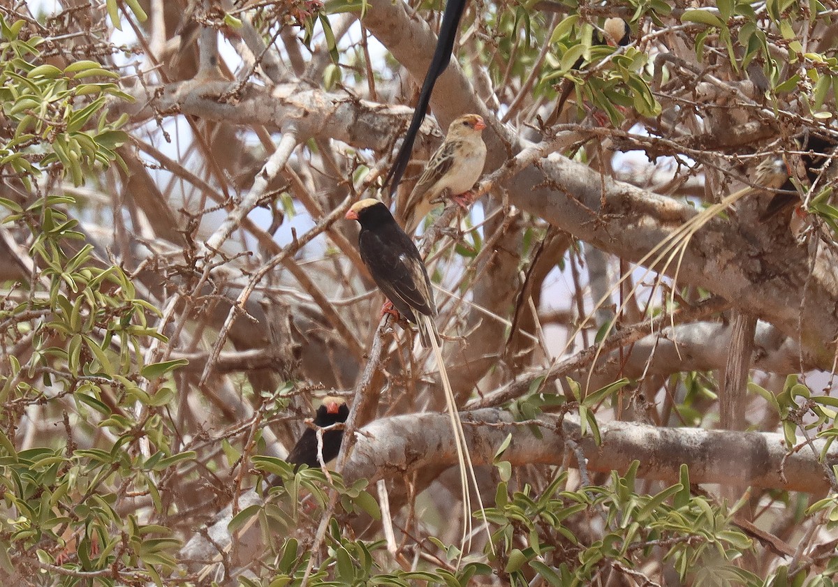 Straw-tailed Whydah - ML551843231