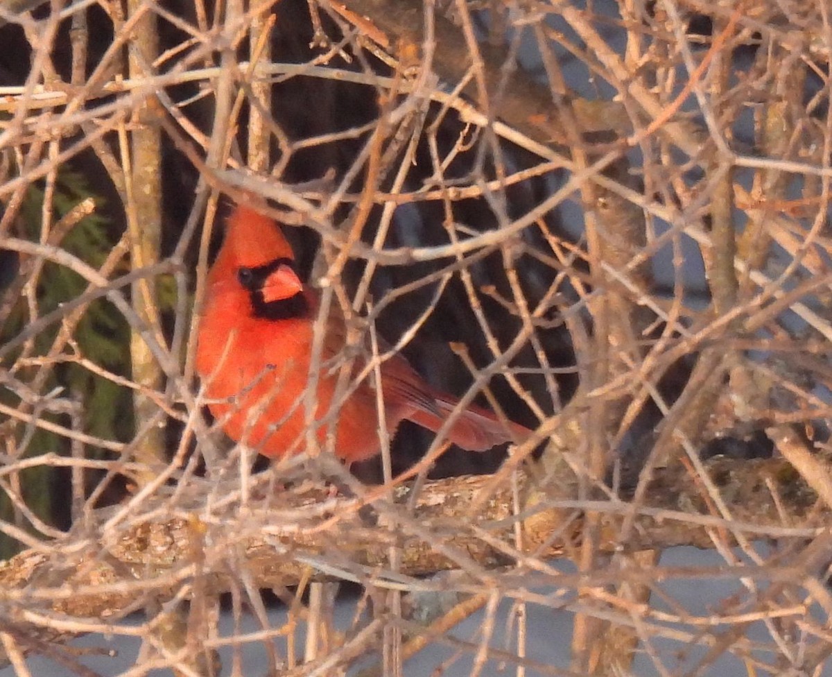 Northern Cardinal - ML551843331