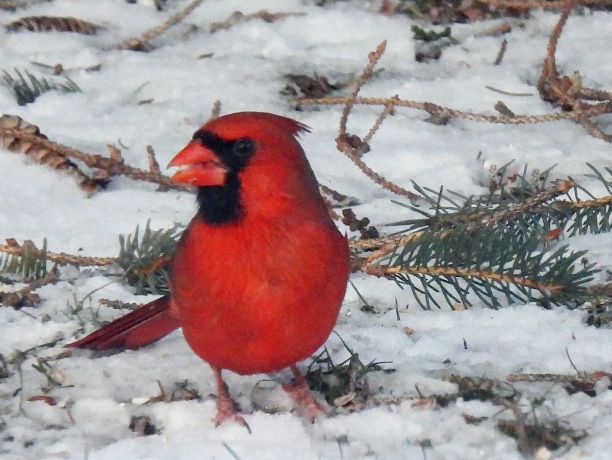 Northern Cardinal - ML551843341