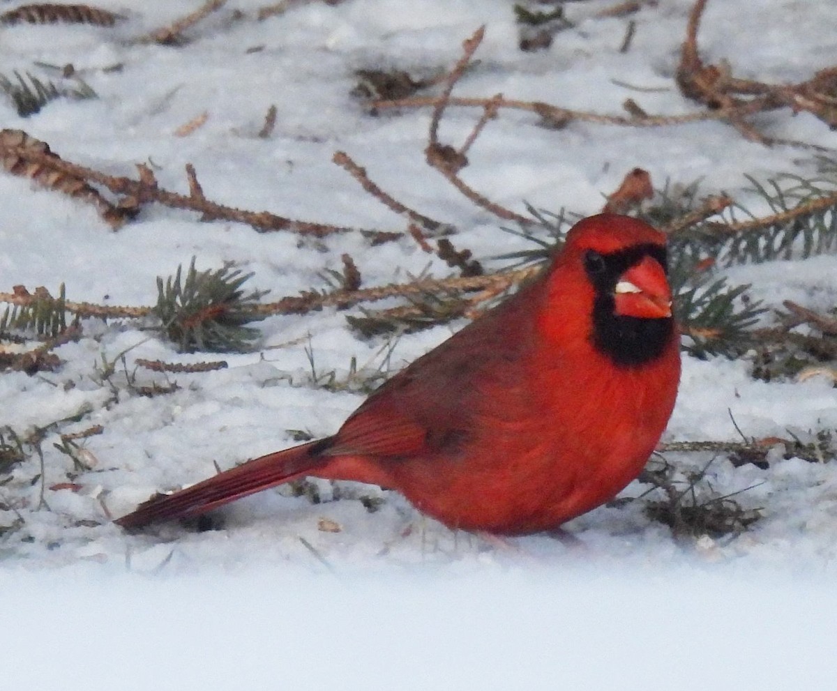 Northern Cardinal - ML551843351