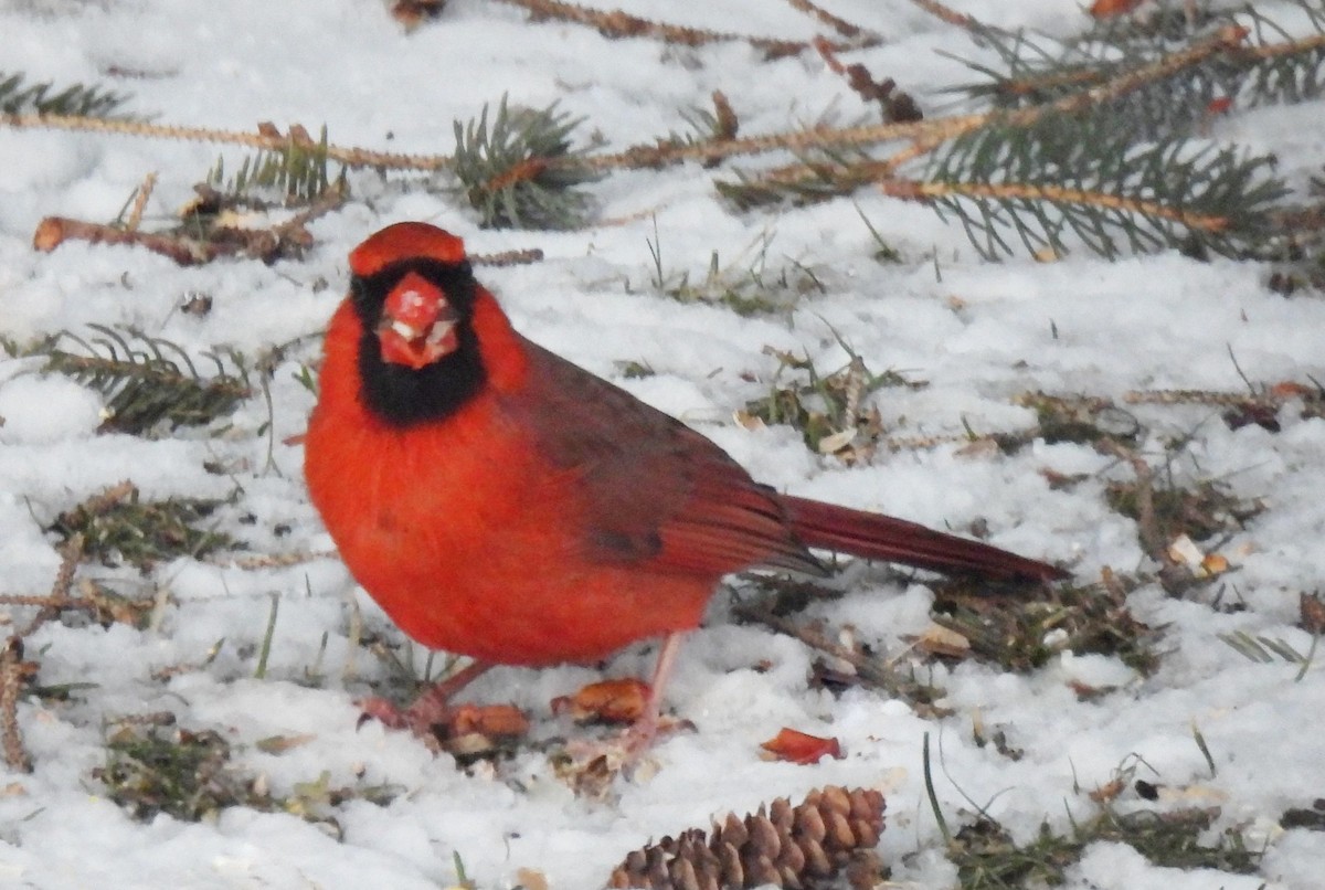 Northern Cardinal - ML551843361