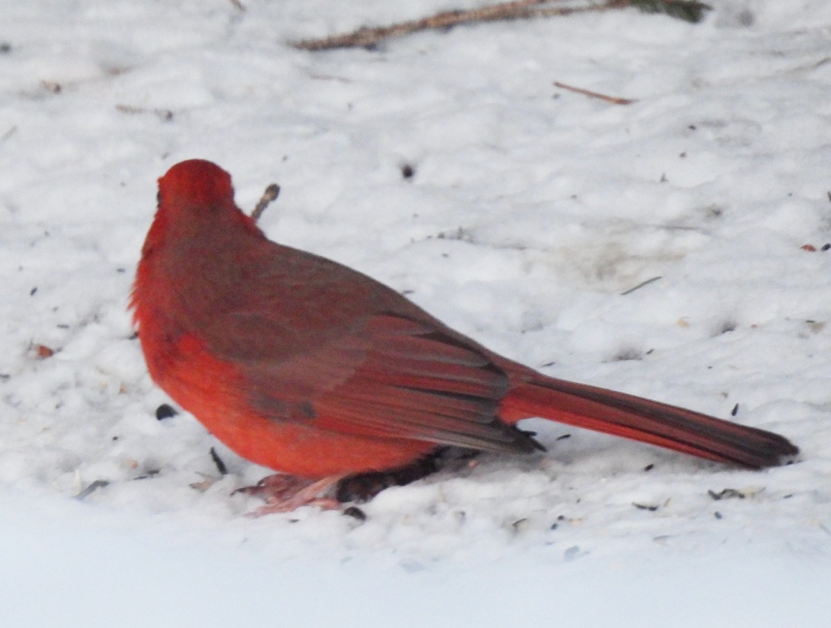 Northern Cardinal - ML551843371