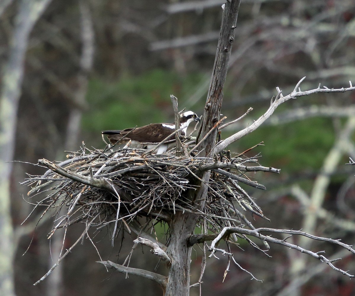 Osprey - ML55184341