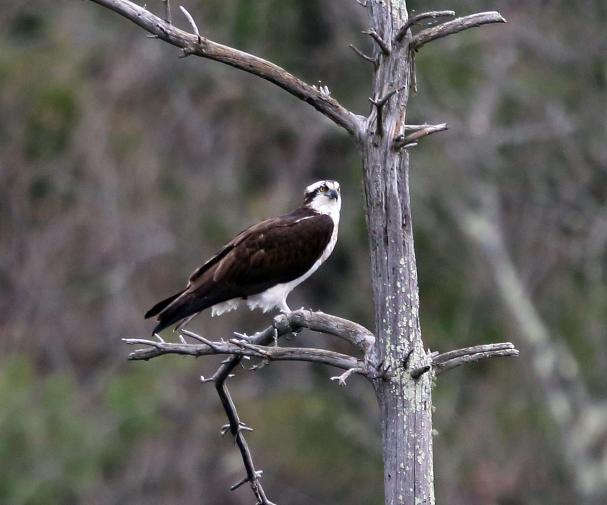 Águila Pescadora - ML55184361