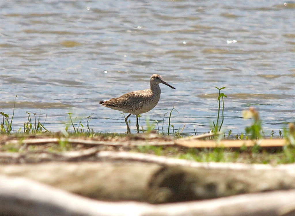 Chevalier semipalmé (inornata) - ML551844001