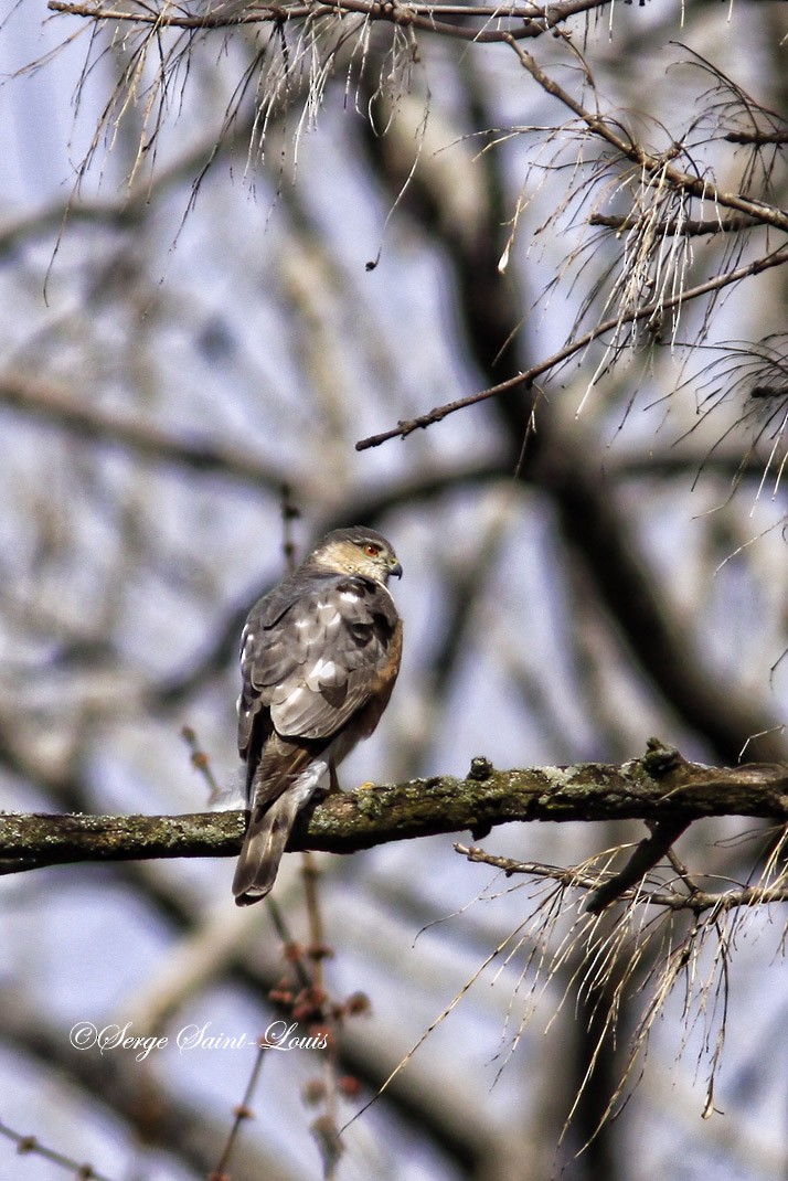 Sharp-shinned Hawk - ML55184411