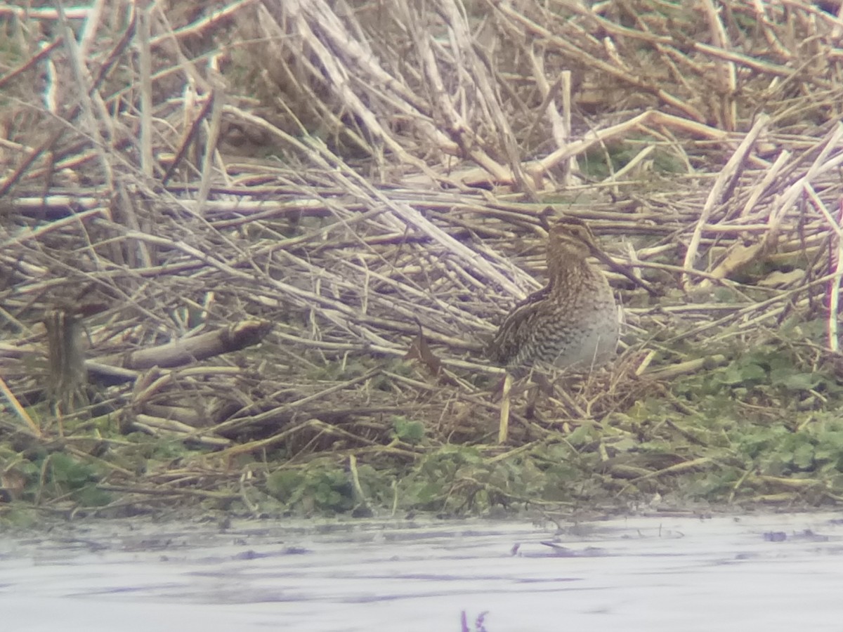 Wilson's Snipe - ML551844361