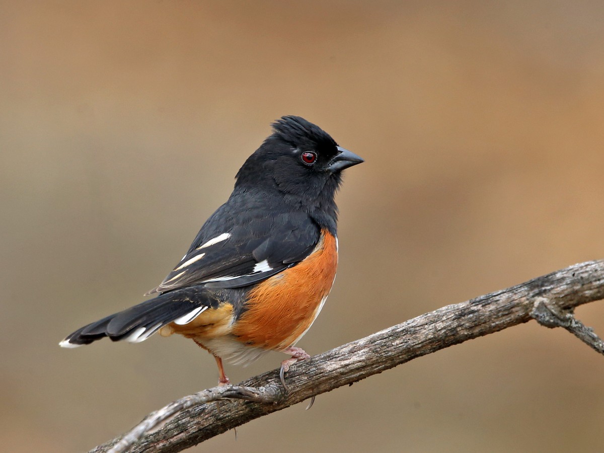 Eastern Towhee - Tom Murray