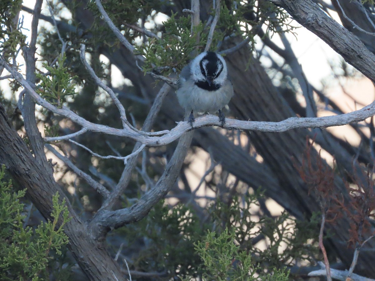 Mountain Chickadee - ML551851051
