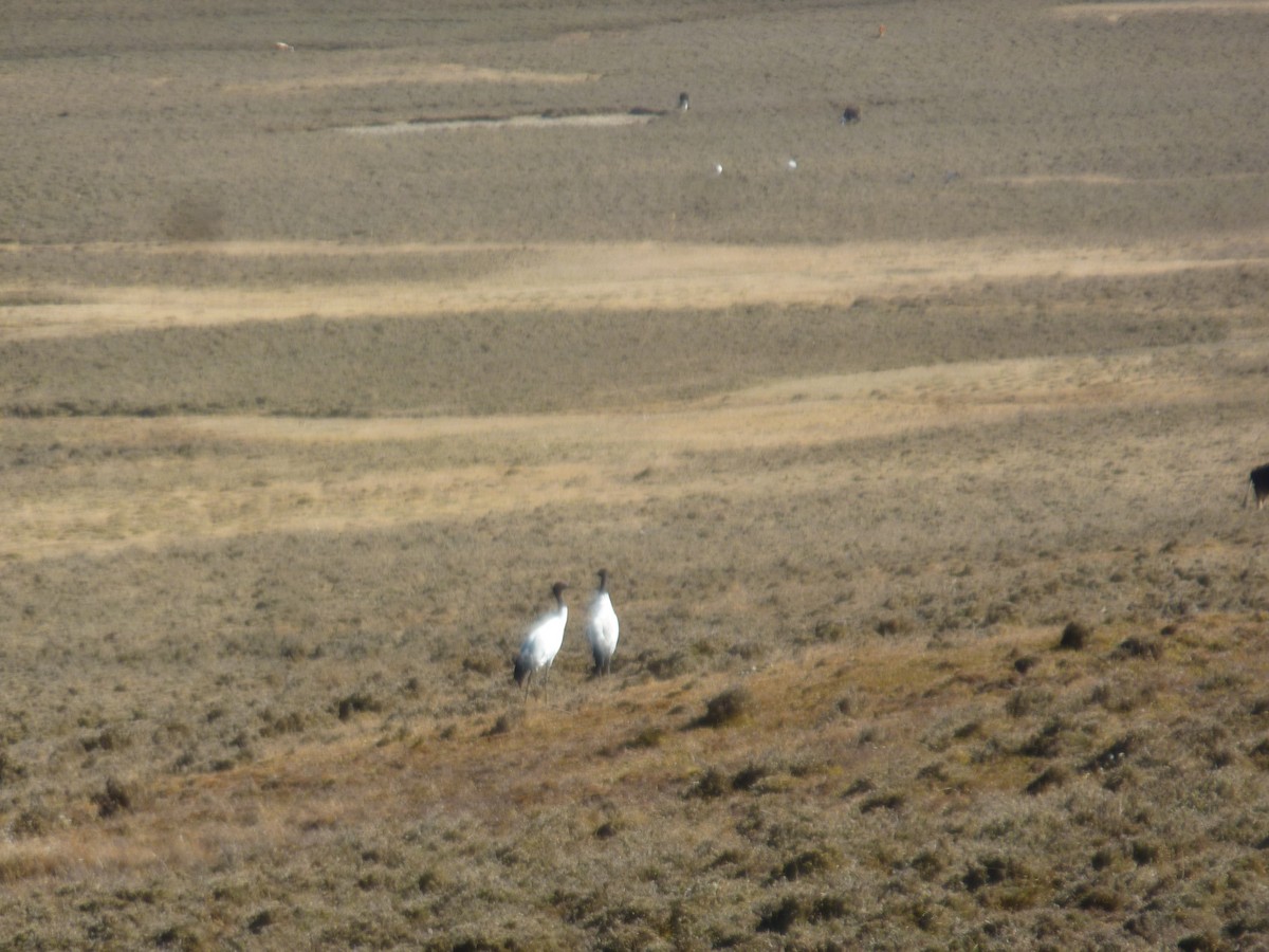 Black-necked Crane - ML551851931