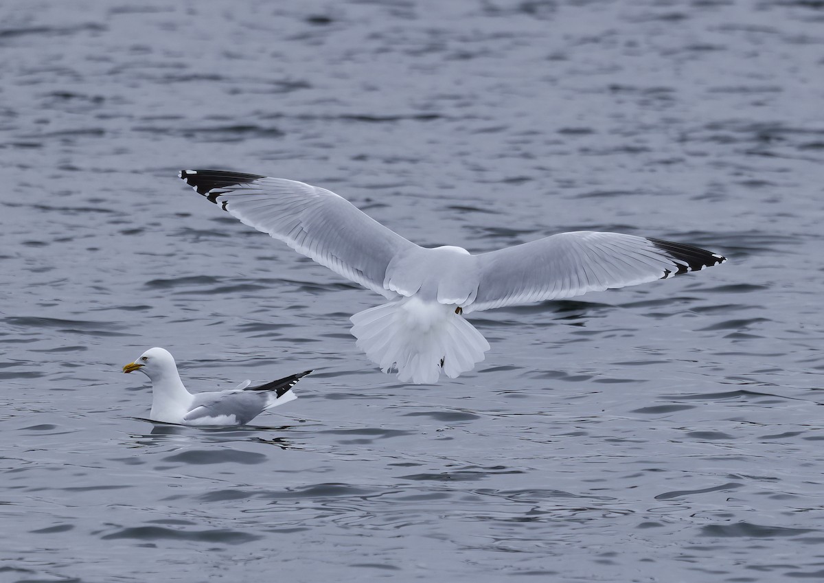 Herring Gull (American) - ML551852431