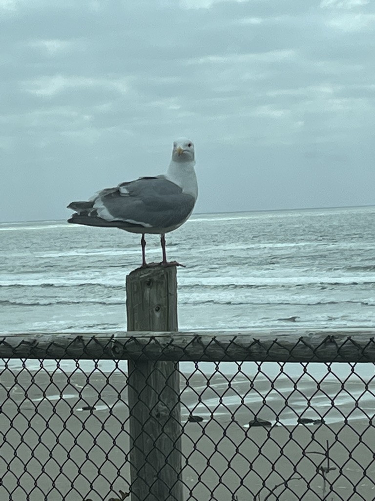 Western Gull - ML551852721