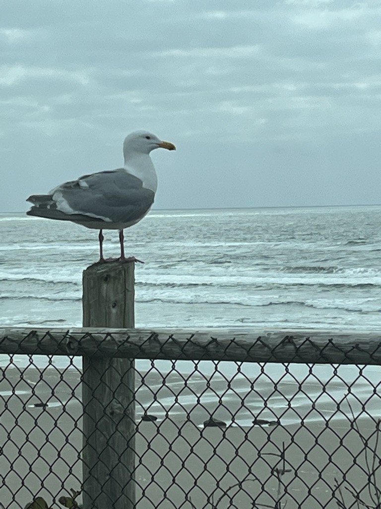 Gaviota Occidental - ML551852731