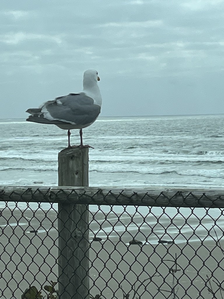 Western Gull - ML551852741