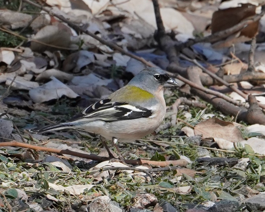 Common/African Chaffinch - ML551856171