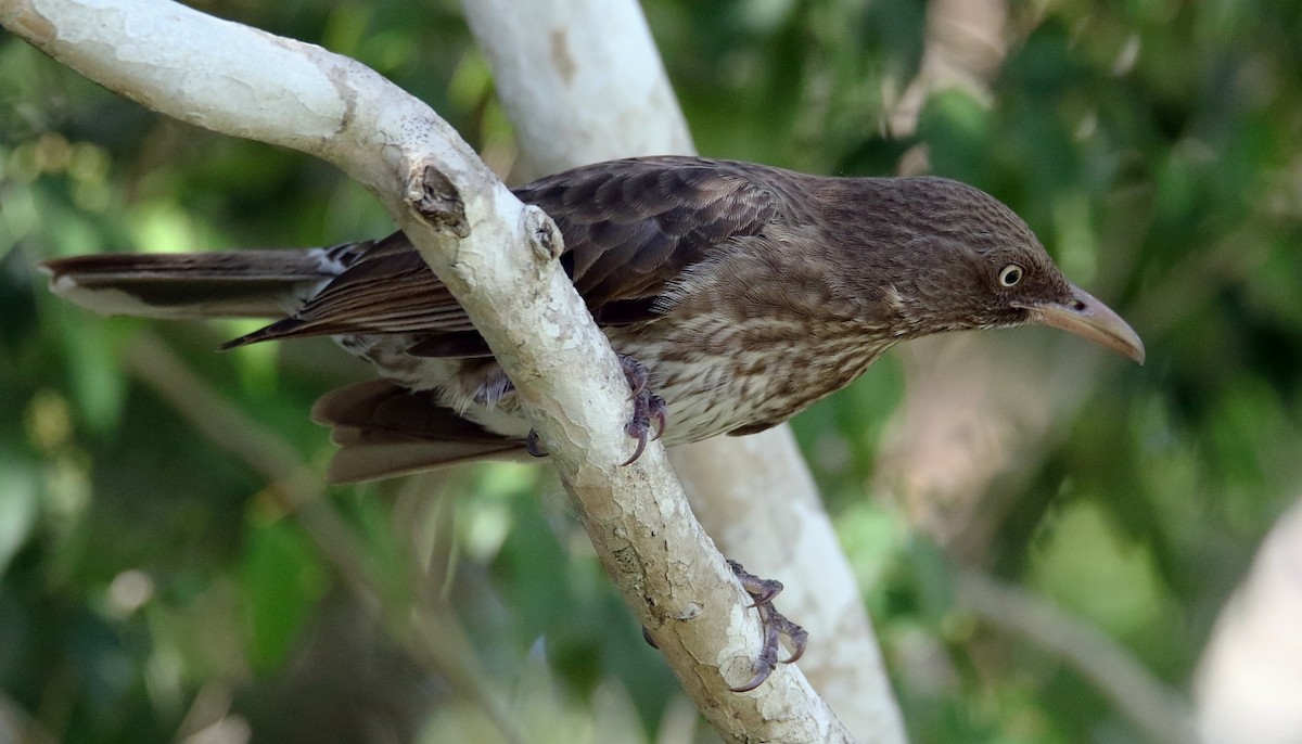 Pearly-eyed Thrasher - ML551857501