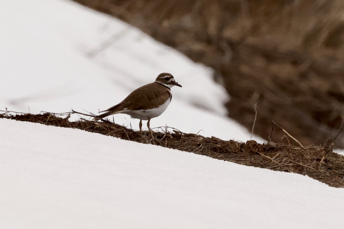 Killdeer - Scott Fischer