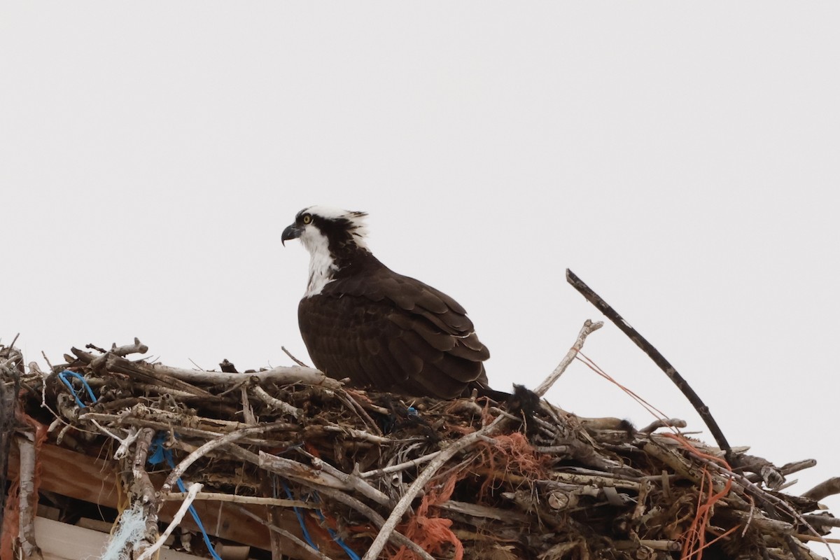 Águila Pescadora - ML551859131