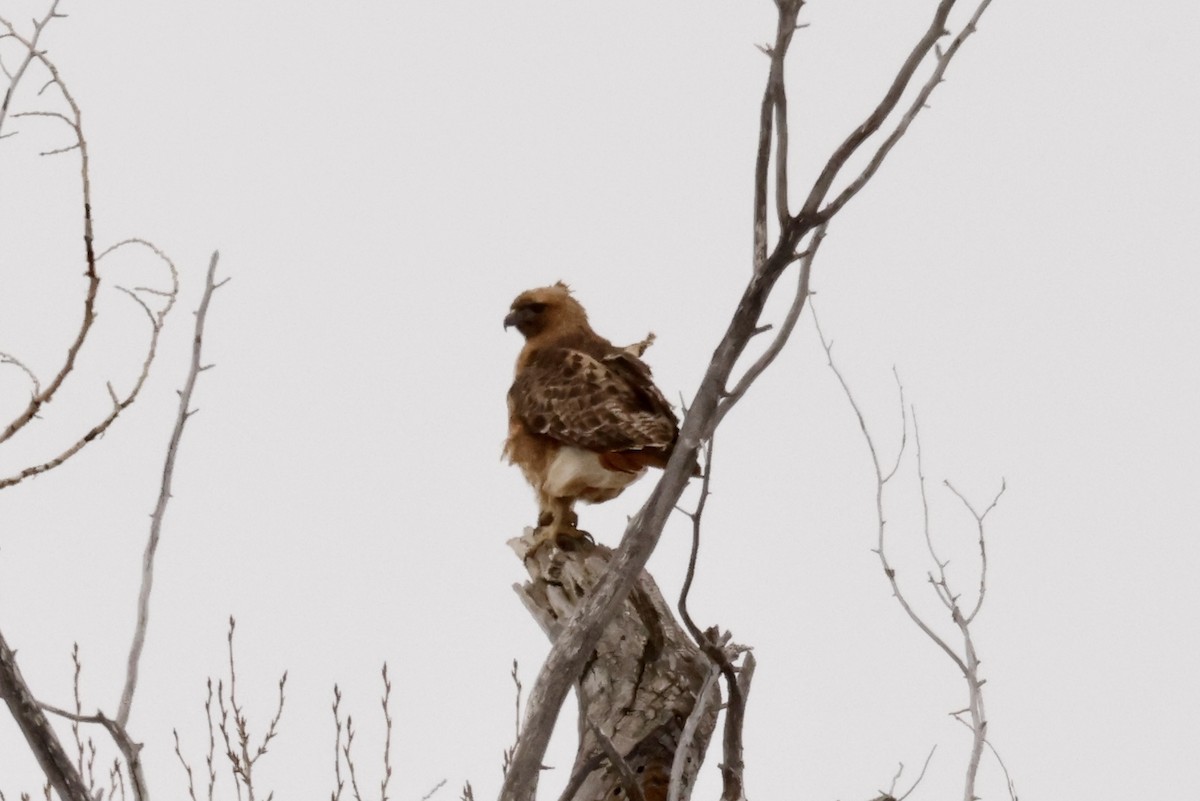 Red-tailed Hawk - ML551859221