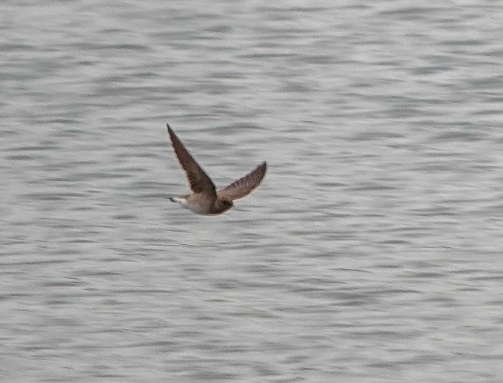 Northern Rough-winged Swallow - ML551861081