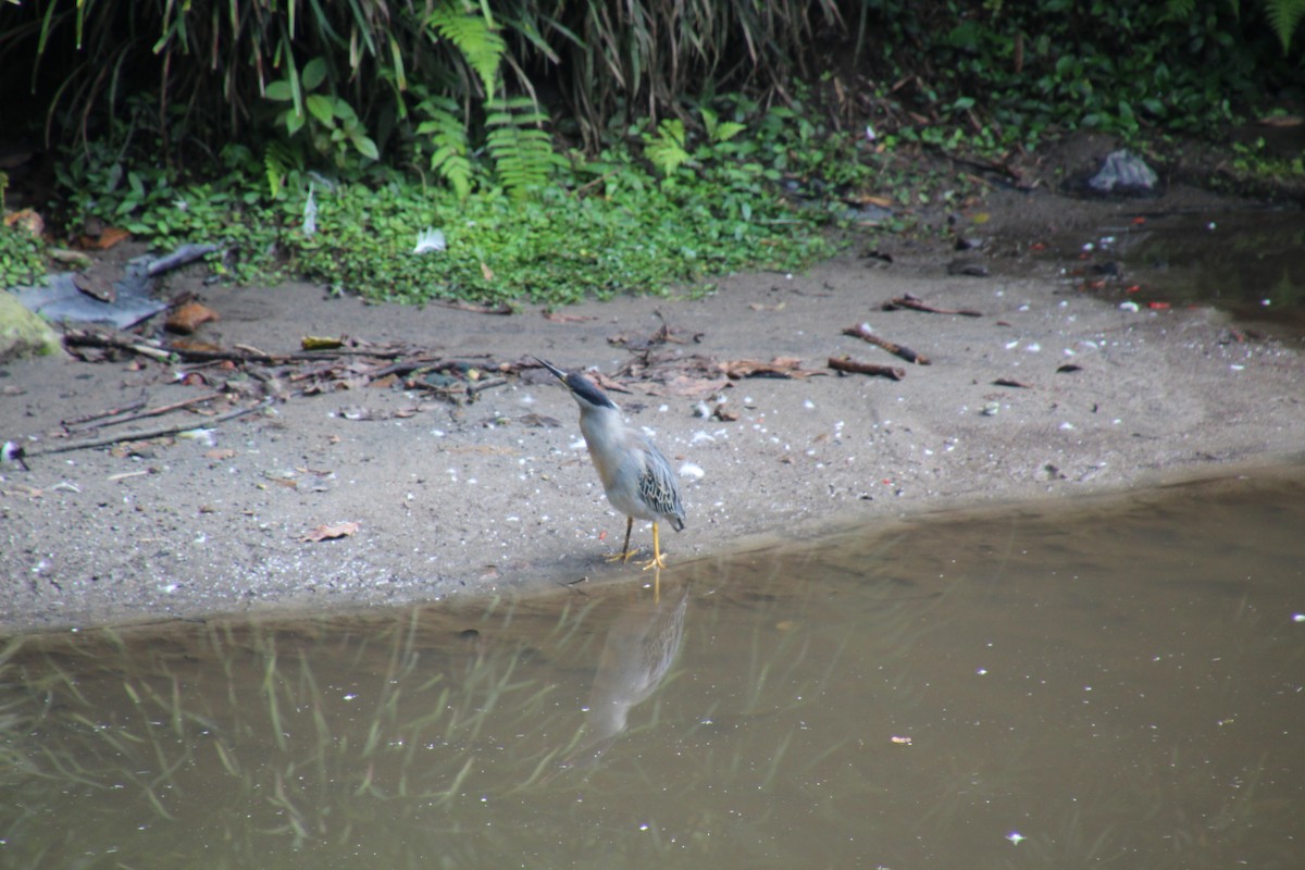 Striated Heron - ML551861371