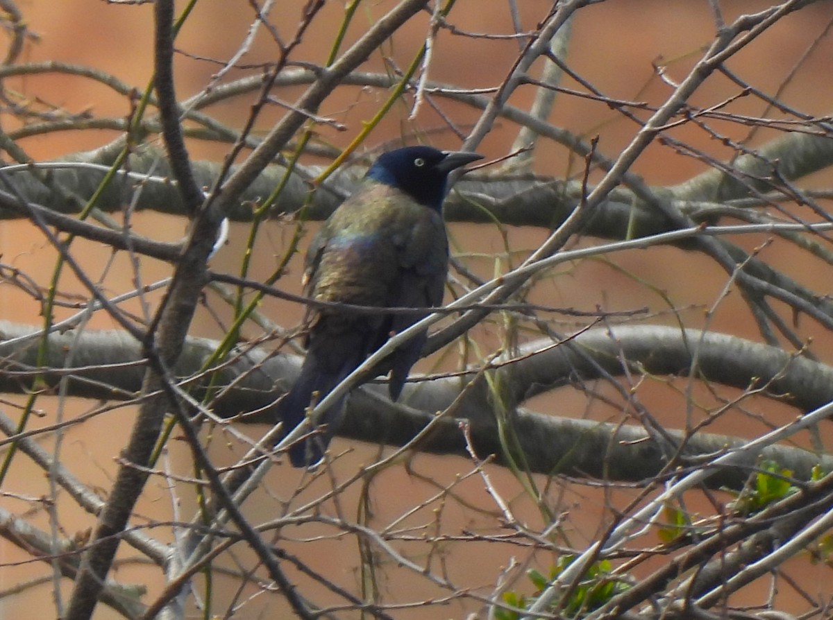 vlhovec lesklý - ML551862371