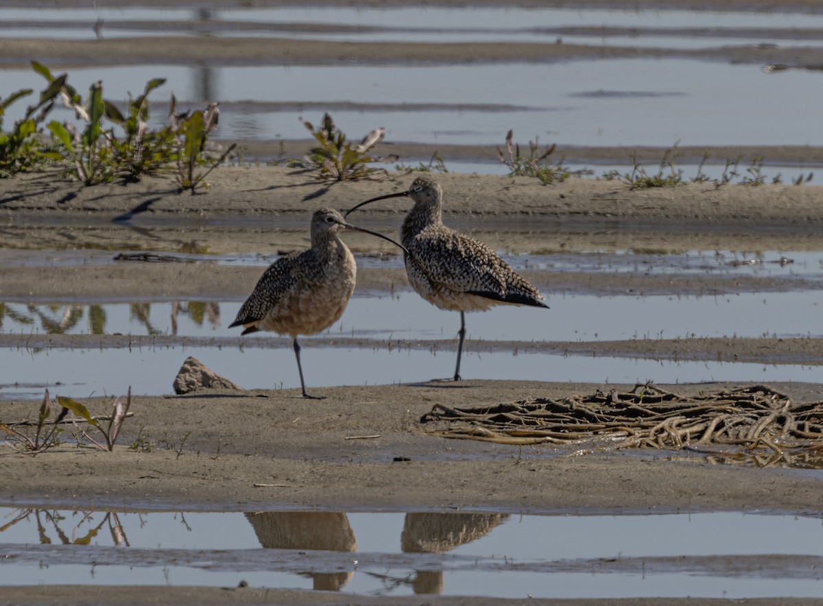 Long-billed Curlew - ML551862911