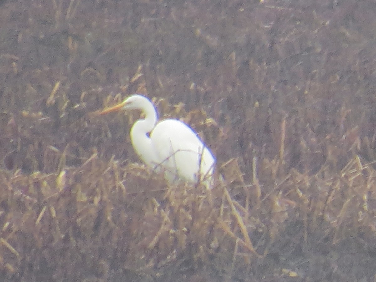 Great Egret - ML551863081