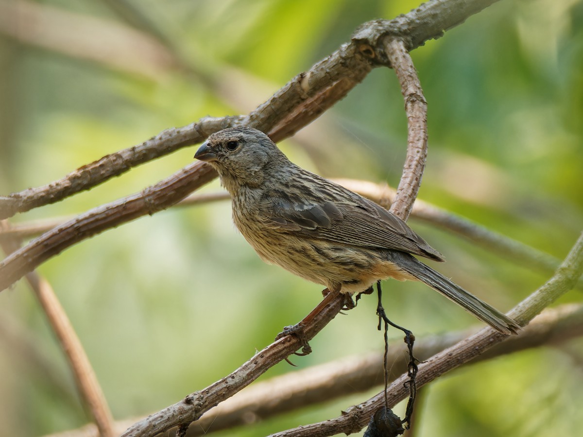 Plain-colored Seedeater - Terry Miller 🦅