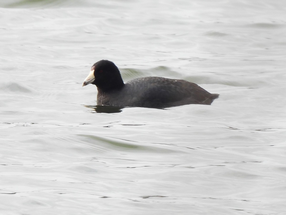 American Coot - ML551863611