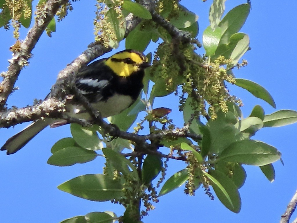 Golden-cheeked Warbler - ML551863701