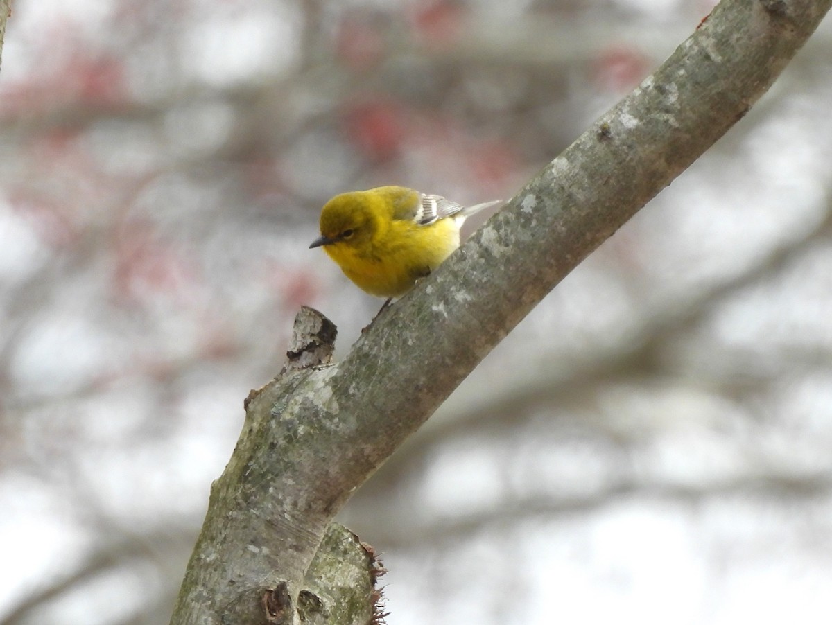 Pine Warbler - Jennifer Wilson-Pines