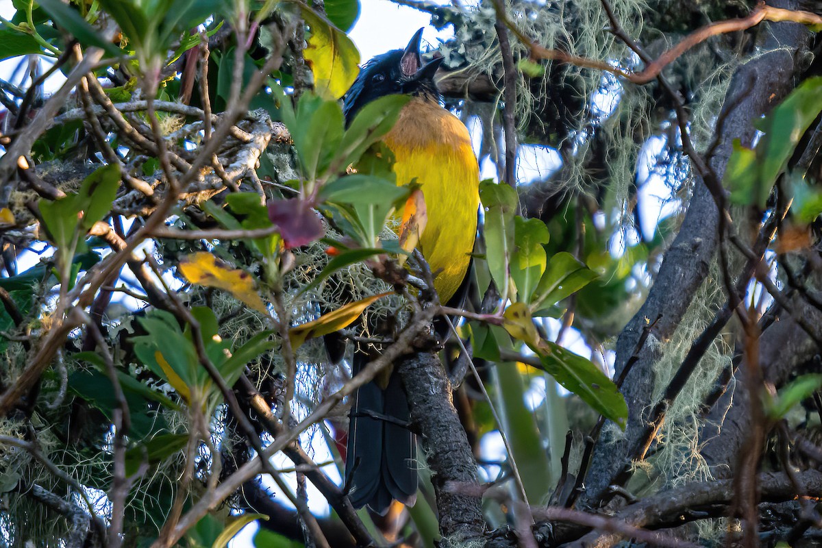 Silberbrauen-Bergtangare (carrikeri) - ML551865531